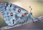 Apollo Butterfly - Sue Richardson (Open)(HC).jpg : Austria 2017